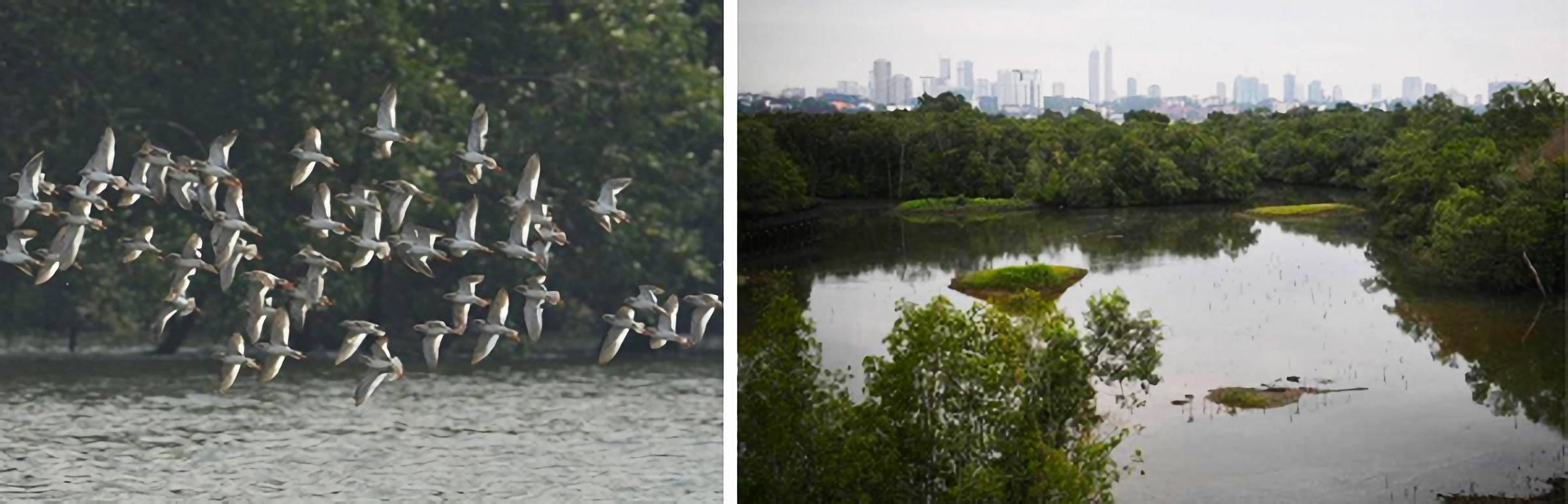 A flock of birds flying over water beside trees, next to a calm lake with green trees and a city skyline behind.
